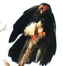 Caracara à gorge rouge