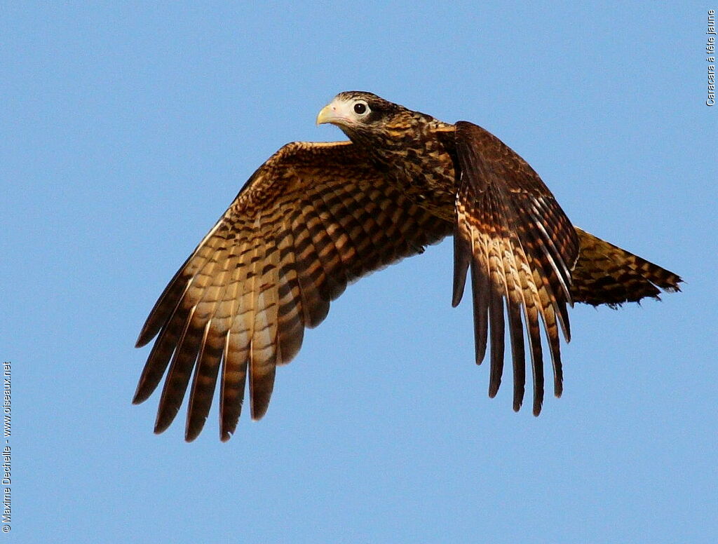 Caracara à tête jaunejuvénile