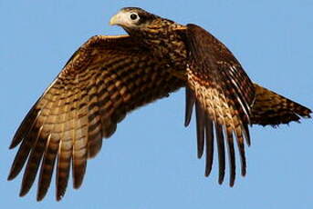 Caracara à tête jaune