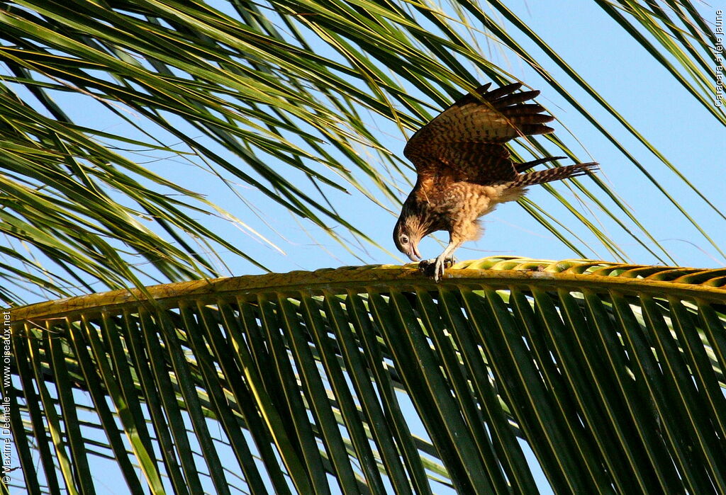 Caracara à tête jauneimmature, régime