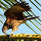 Caracara à tête jaune