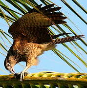 Yellow-headed Caracara