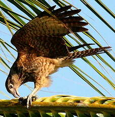 Caracara à tête jaune