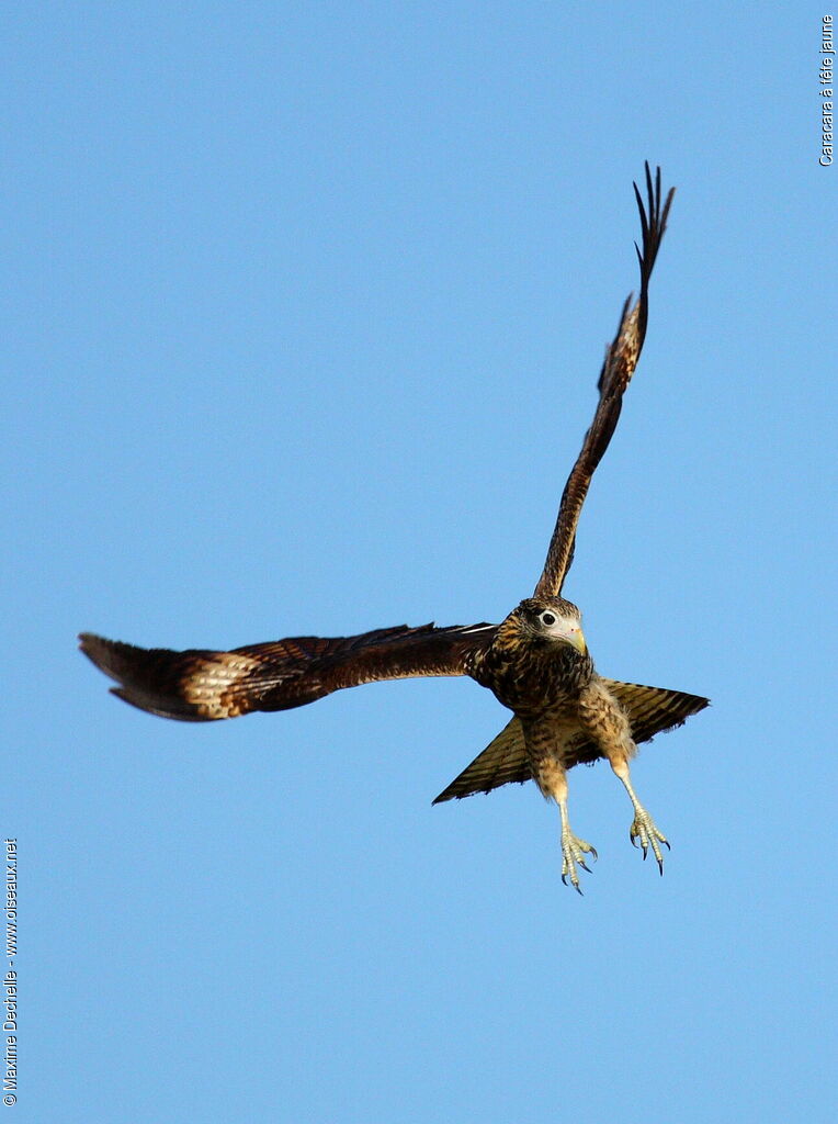 Yellow-headed Caracaraimmature, Flight