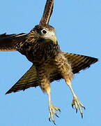 Yellow-headed Caracara