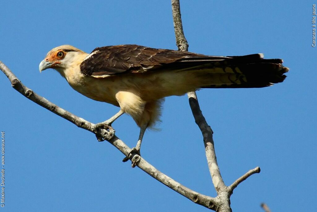 Caracara à tête jauneadulte, identification