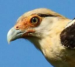 Caracara à tête jaune