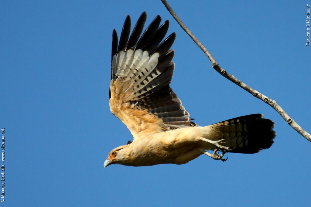 Caracara à tête jauneadulte, Vol