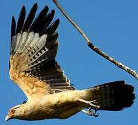 Yellow-headed Caracara