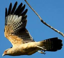 Caracara à tête jaune