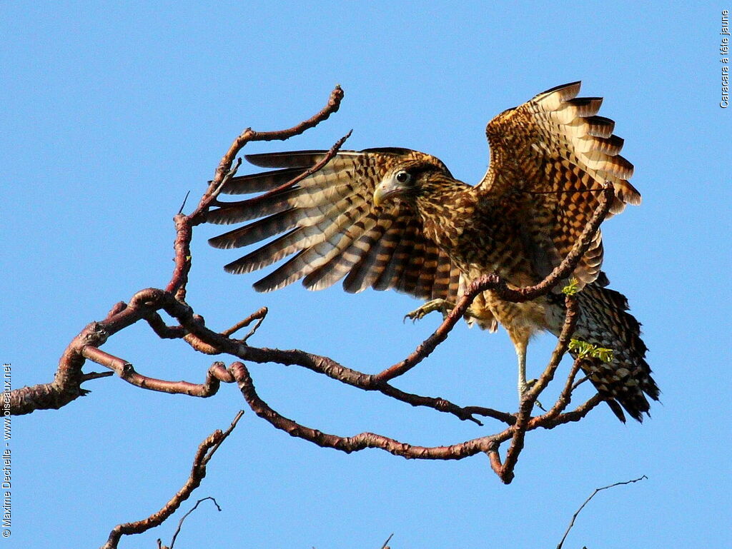 Caracara à tête jauneimmature