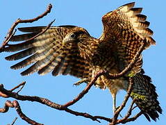 Yellow-headed Caracara