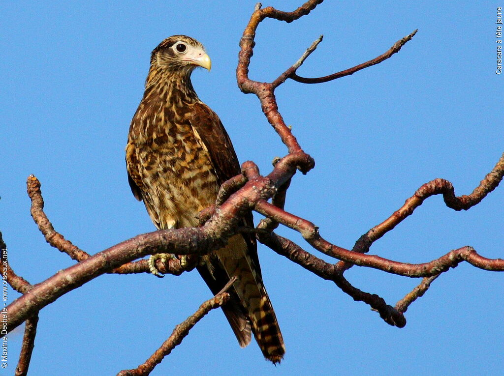 Yellow-headed Caracaraimmature