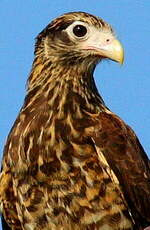 Caracara à tête jaune