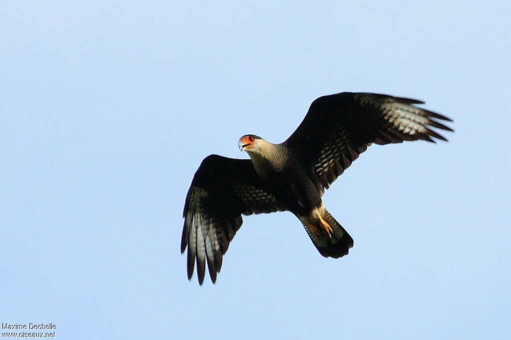 Northern Crested Caracaraadult, Flight