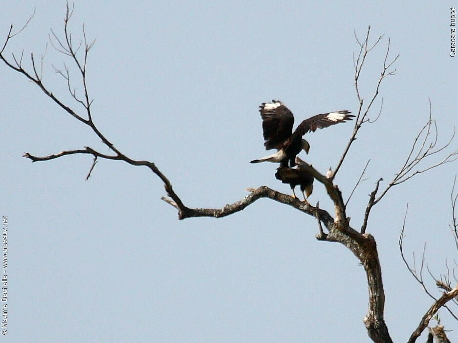 Southern Crested Caracara adult, Behaviour