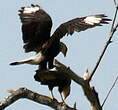 Caracara huppé