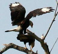 Crested Caracara