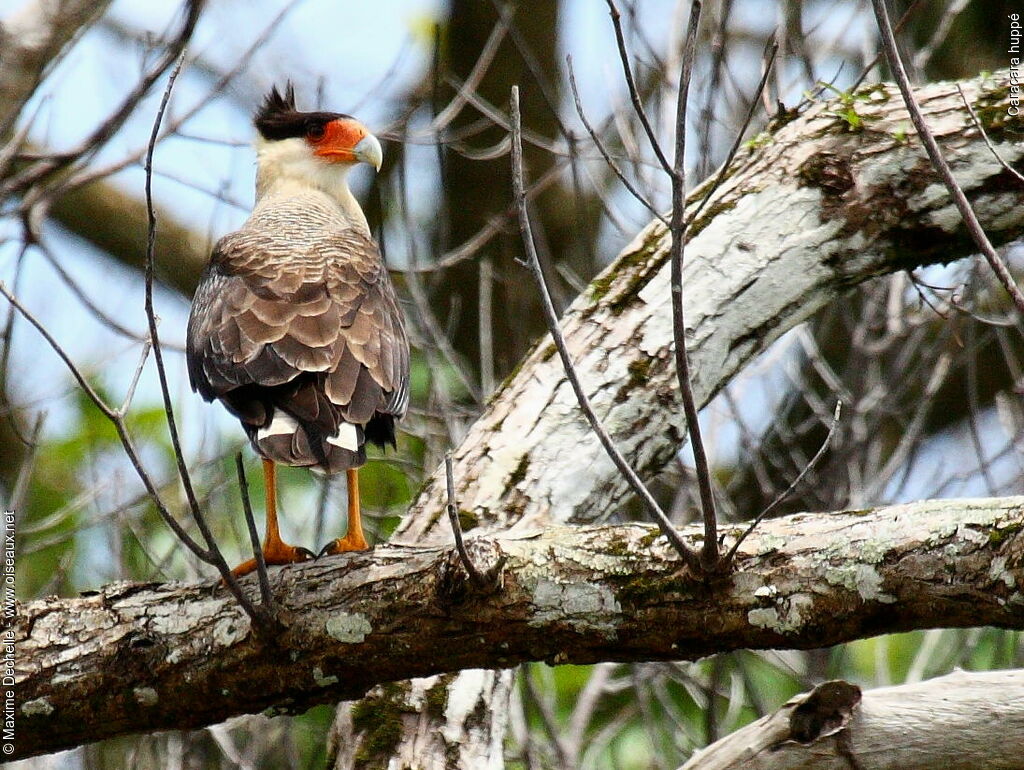 Caracara huppé, identification