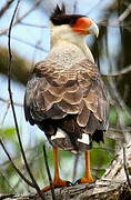 Caracara huppé