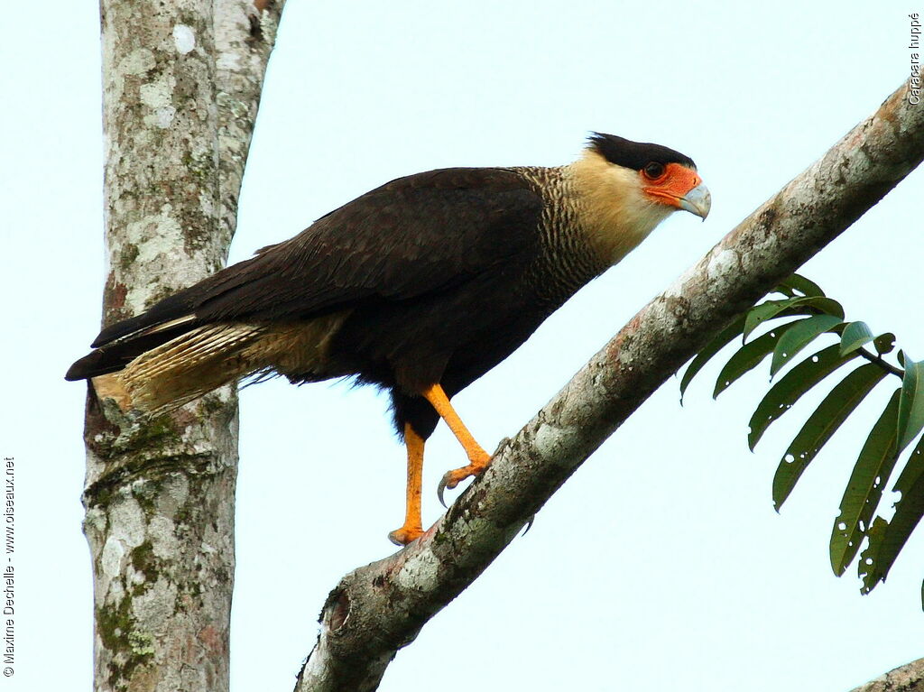 Caracara huppé, identification