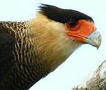 Crested Caracara