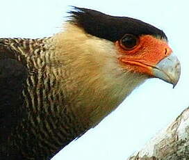 Caracara huppé