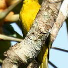 Cardinal flavert