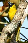 Yellow-green Grosbeak