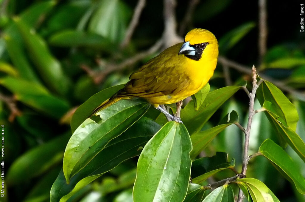 Cardinal flavert, identification