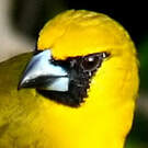 Cardinal flavert