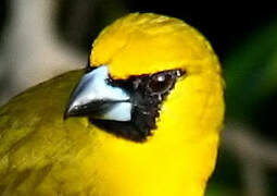 Yellow-green Grosbeak