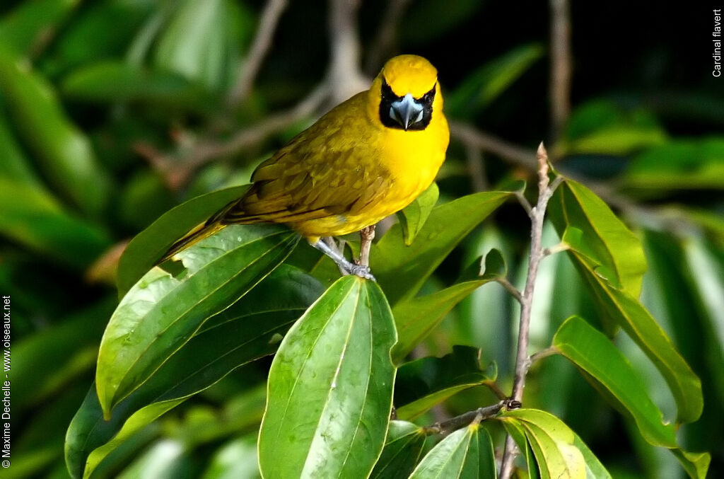 Yellow-green Grosbeak, identification