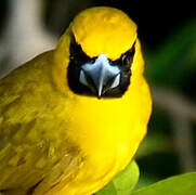 Yellow-green Grosbeak