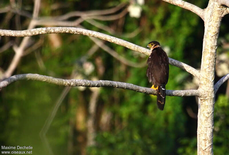 Collared Forest Falcon, habitat, pigmentation
