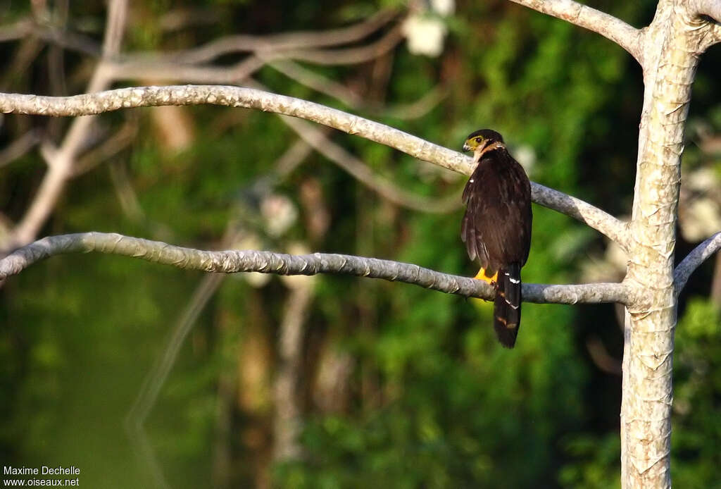 Collared Forest Falcon, habitat, pigmentation