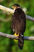 Collared Forest Falcon