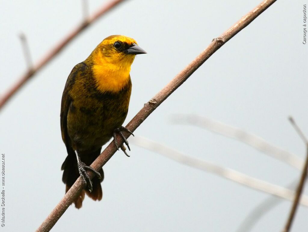 Yellow-hooded Blackbird male immature