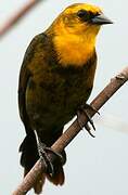 Yellow-hooded Blackbird