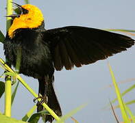 Yellow-hooded Blackbird