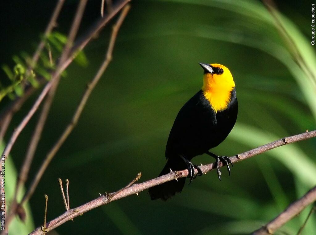 Yellow-hooded Blackbird male adult