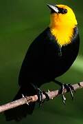 Yellow-hooded Blackbird