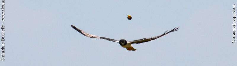 Yellow-hooded Blackbird, identification, Flight, Behaviour