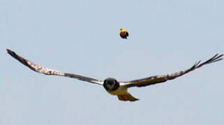 Yellow-hooded Blackbird