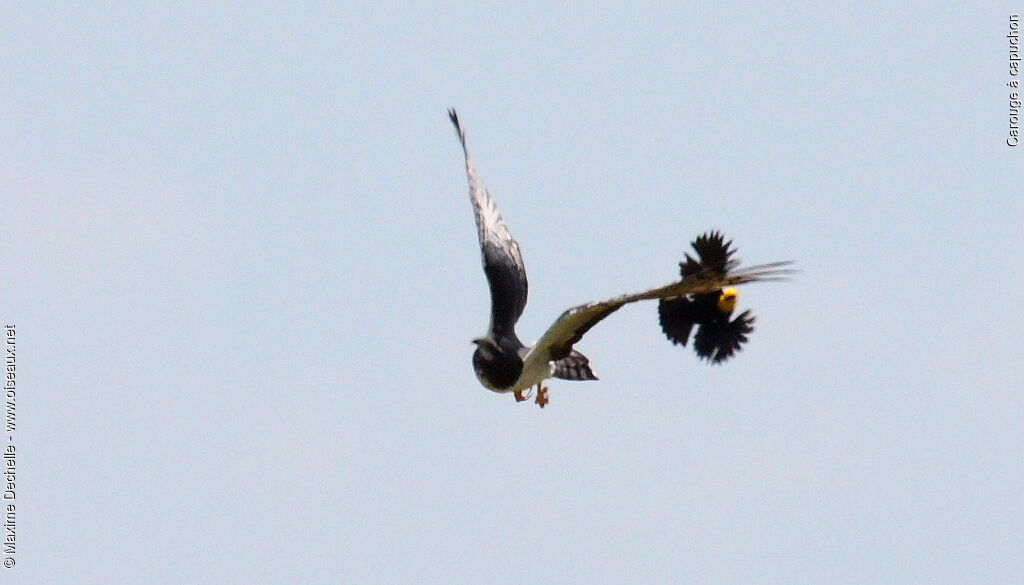 Yellow-hooded Blackbird, identification, Flight, Behaviour