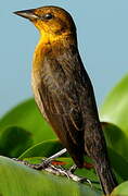 Yellow-hooded Blackbird