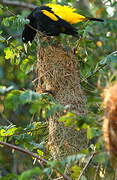 Yellow-rumped Cacique