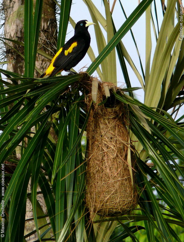 Yellow-rumped Caciqueadult, identification, Reproduction-nesting