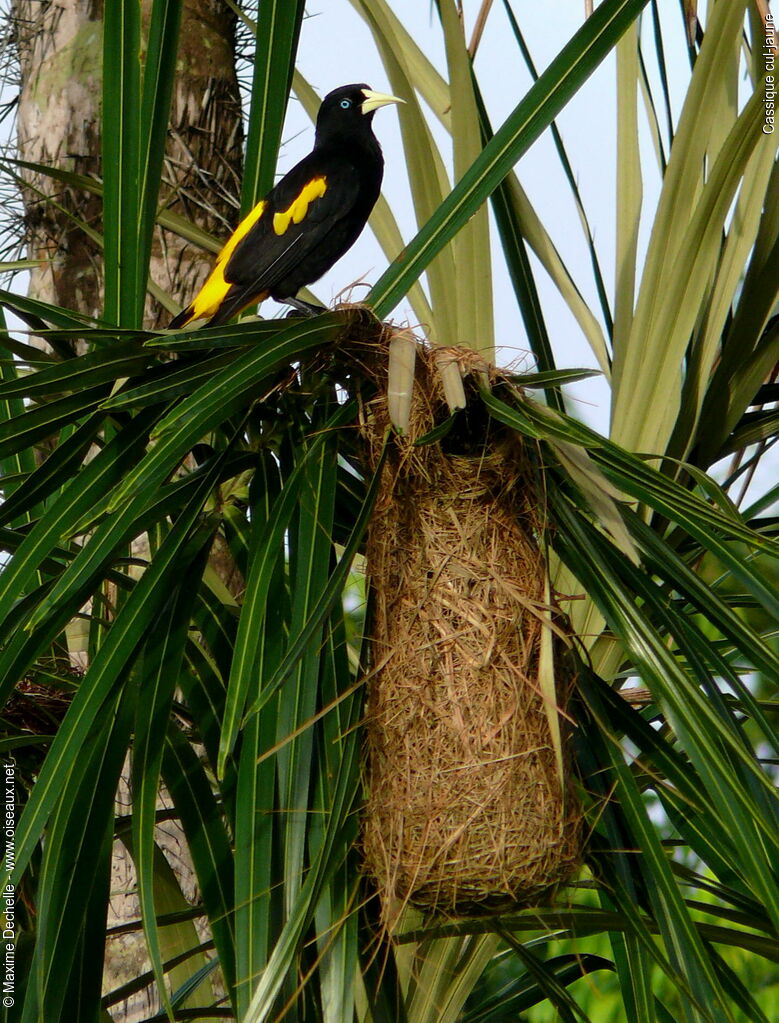 Yellow-rumped Caciqueadult, identification, Reproduction-nesting