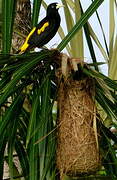 Yellow-rumped Cacique